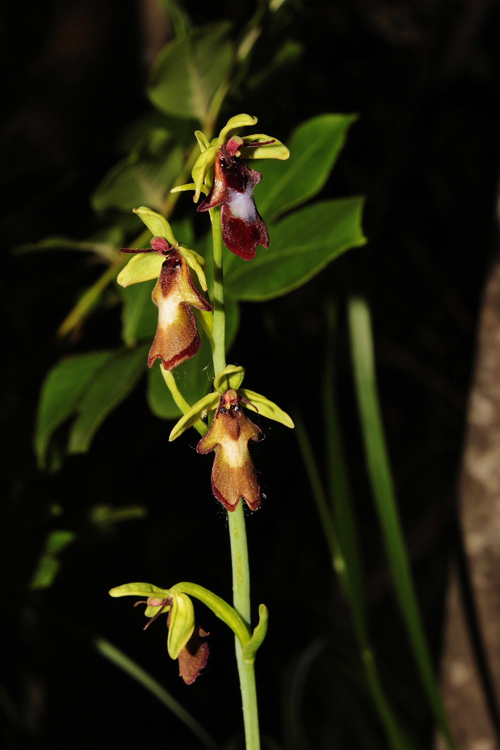 Orchidee Basso PiemonteEntroterra Liguria